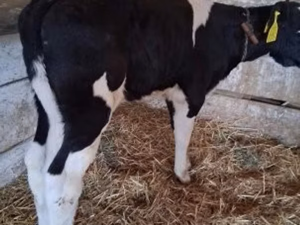 Taureau, Russian Black pied cattle