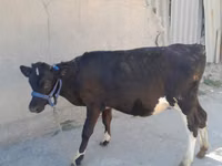 Vaca, Raça Holstein — foto 2