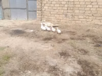 Ducks — 写真 1