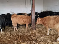 Krowa, Bydło — zdjęcie 5