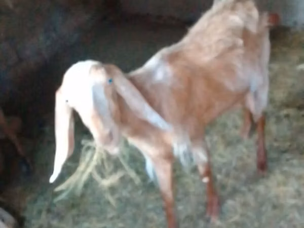 Chèvre, Nubian Goat