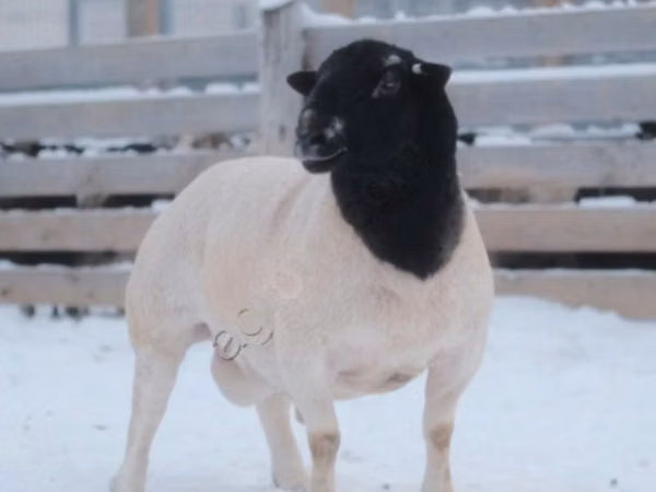 ஆண் ஆடு, Dorper sheep