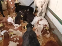 Bovinos (lote, sexo no especificado), Simmental cattle — foto 7