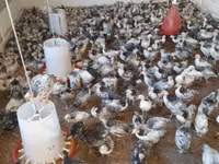 Chickens — foto 4