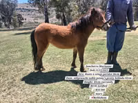 公马, Miniature horse — 照片 6