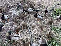 Ducks — Foto 1
