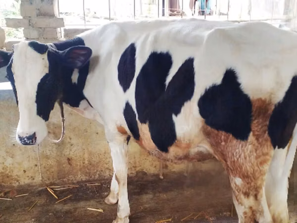 İnek, Russian Black pied cattle