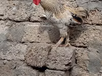 Brahma — foto 3