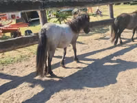 Jument, Shetland Pony — photo 3