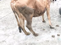 Cow, Cattle — photo 2