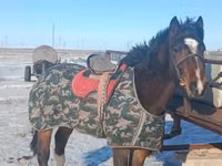 Kůň, Koně — foto 3