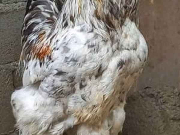 பிரஹ்மா — அசர்பைஜான்