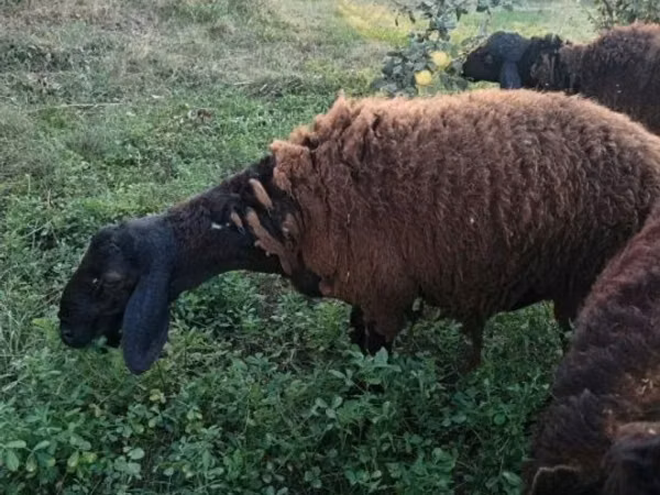 公羊, Sheep