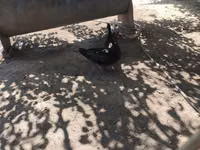Ducks — foto 1