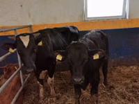雄牛, Simmental cattle — 写真 2