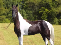 Hengst, Tennessee Walking Horse — Foto 6