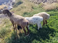 Baran, Arashan sheep — zdjęcie 2