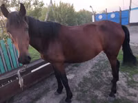 Jument, Chevaux — photo 2