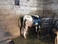 Touro, Raça Holstein — foto 2