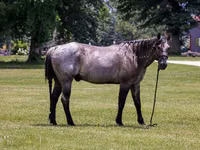 Cavalo, Quarter Horse — foto 4