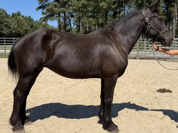 Toychoq, Percheron