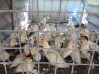 Ducks — foto 7