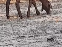 பெண் ஆடு, Blackheaded Persian sheep — புகைப்படம் 5