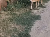 Krowa, Bydło — zdjęcie 2