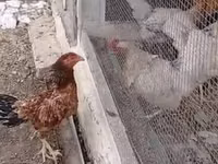 Chickens — photo 3