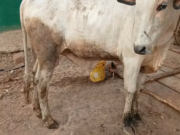 Buğa, Mal-qara