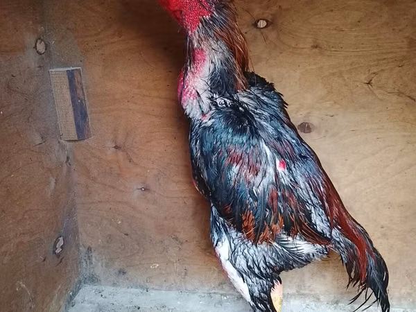 Chickens — Ozarbayjon