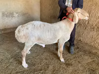 Carneiro, Arashan sheep — foto 3