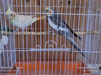 Nimfa (cockatiel) cütü və qəfəs dəsti -Quşların biri erkək biri — foto 3