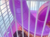 Cırtdan hamsterlər üçün komplekt qəfəs dəsti - Rəng: bənövşəyi — foto 2