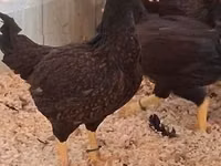 Chickens — 写真 2