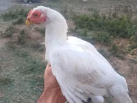 Chickens — zdjęcie 1
