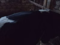 ثور, Russian Black pied cattle — الصورة 3
