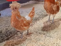 Chickens — foto 3