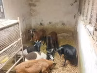 Owca, Cameroon sheep — zdjęcie 4