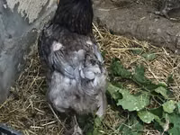 Brahma — foto 5