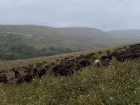 ஆடுகள் (தொகுதி, பாலினம் குறிப்பிடப்படவில்லை), Karachay sheep — புகைப்படம் 7
