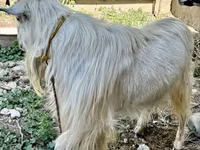 Dişi keçi, Irish goat — foto 4