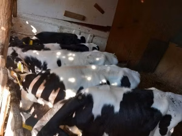 雄牛, Russian Black pied cattle
