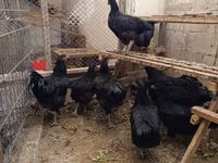 براهما — الصورة 2