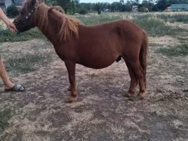घोड़ा, Miniature horse