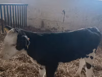 Sigir, Simmental cattle — 1-rasm