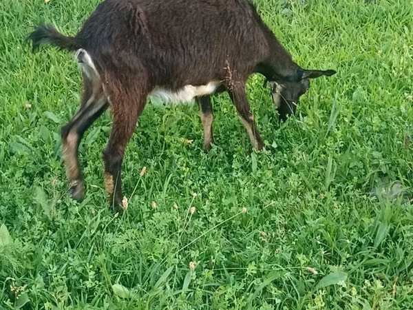 Keçi, Keçiler