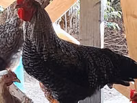 Chickens — foto 3