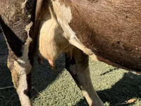 ძროხა, Swiss cattle — ფოტო 2