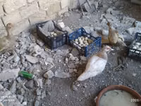 Ducks — foto 6